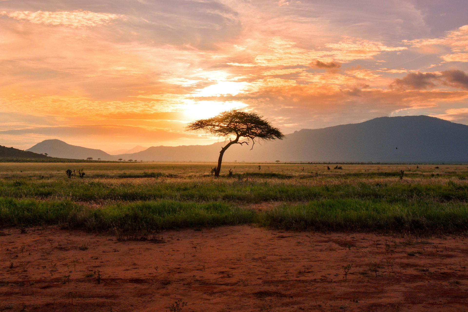 Open plains with an acacia tree at sunrise