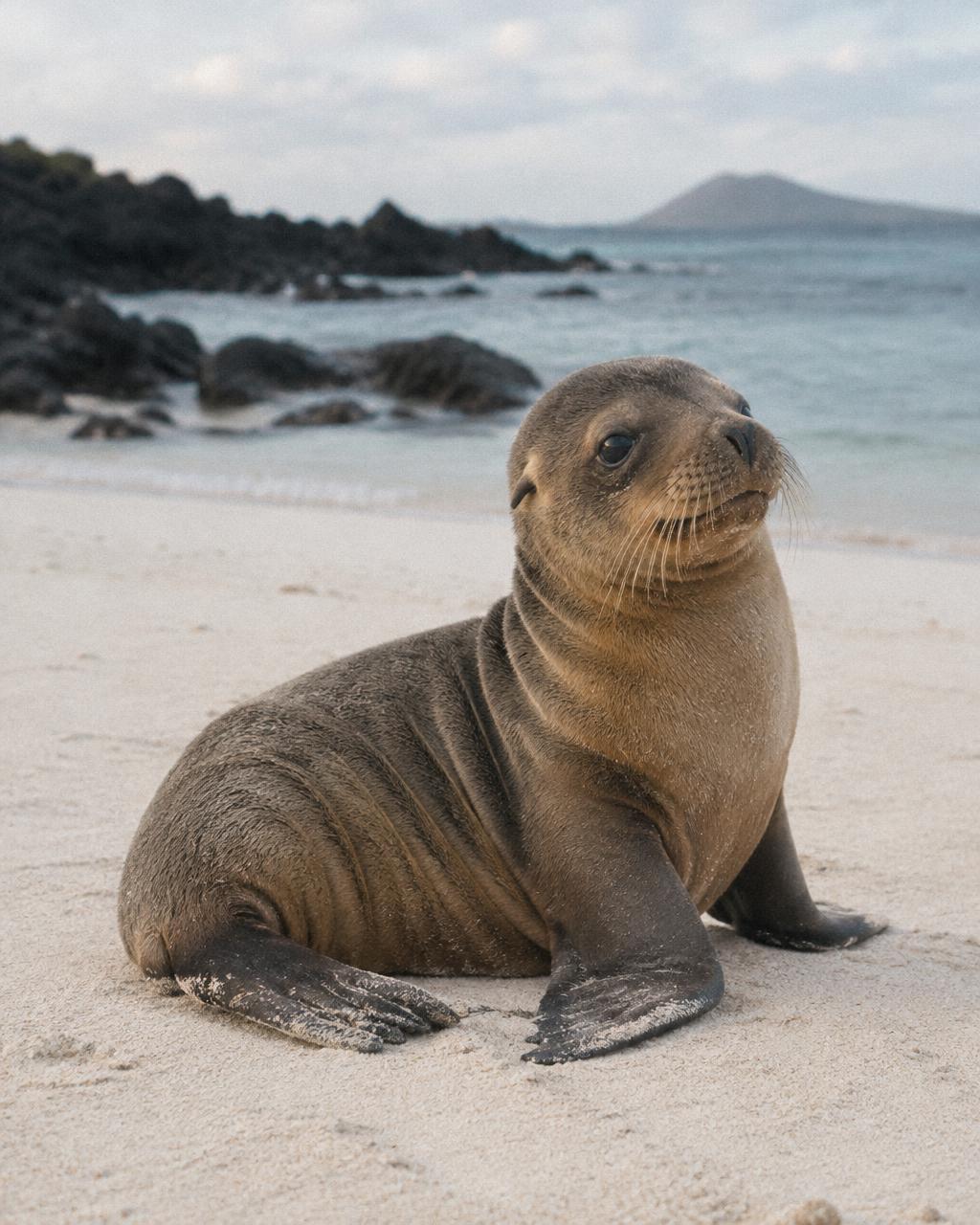A sea lion pup resting on pale sand at the water's edge in the Galapagos